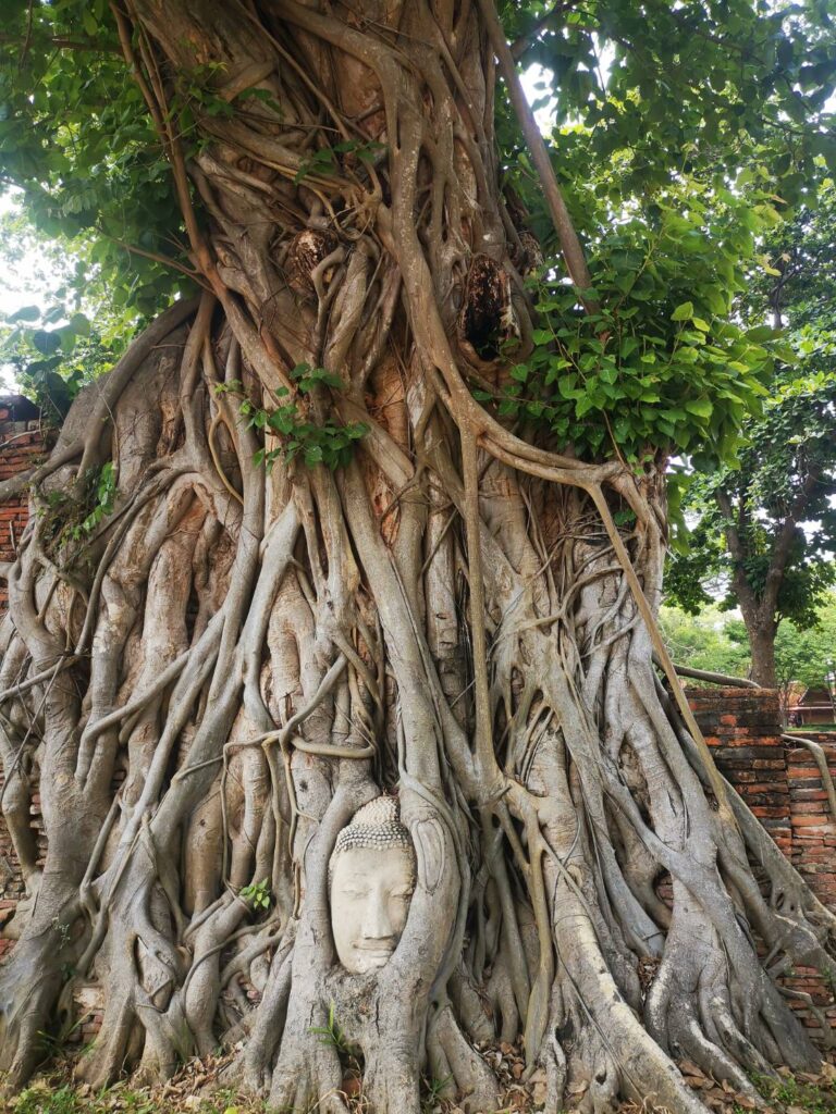 Wat Mahathat in Ayutthaya is famous for the Buddha head in tree roots.