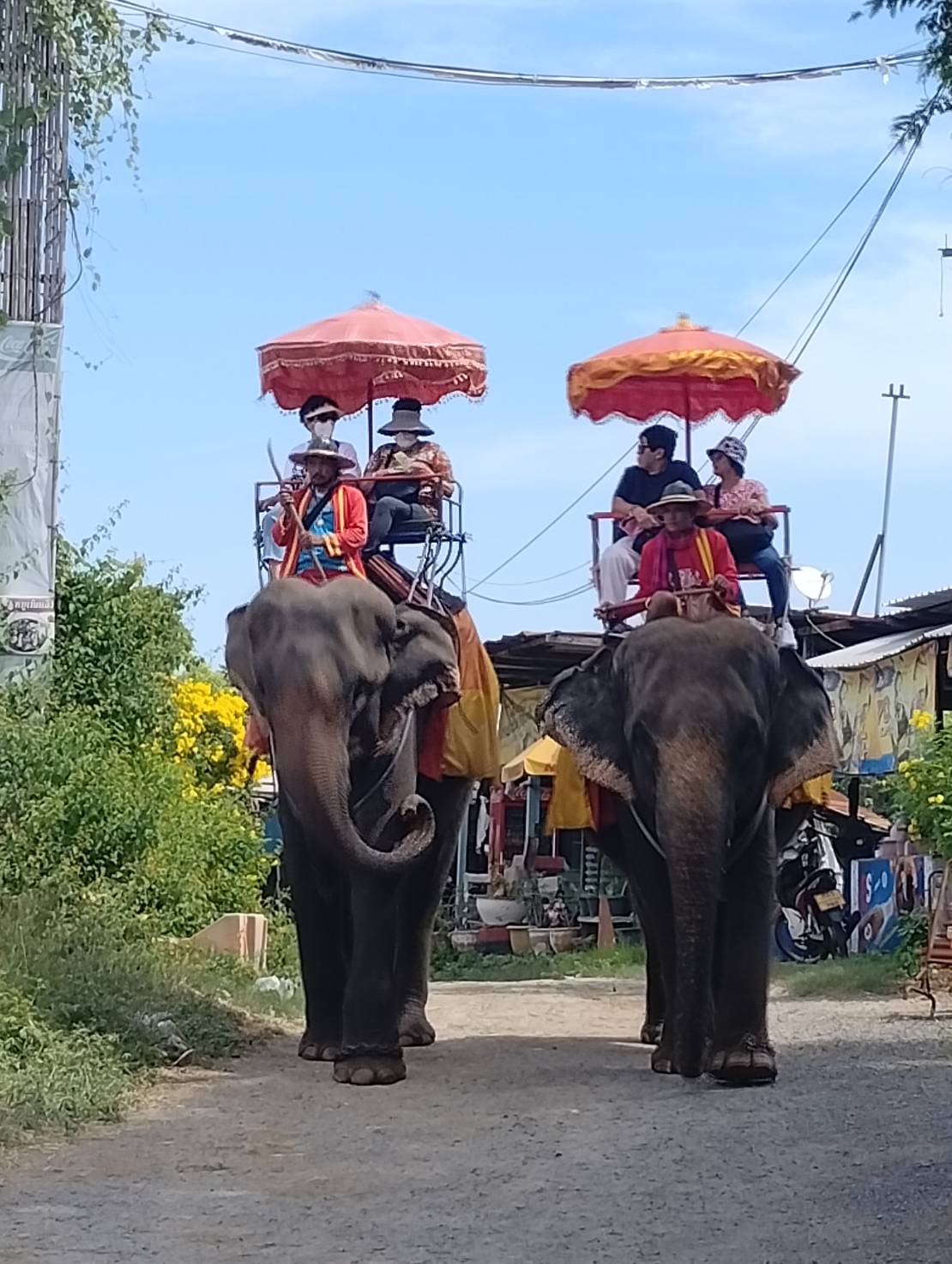 Elephant riding in Ayutthaya Elephant Camp