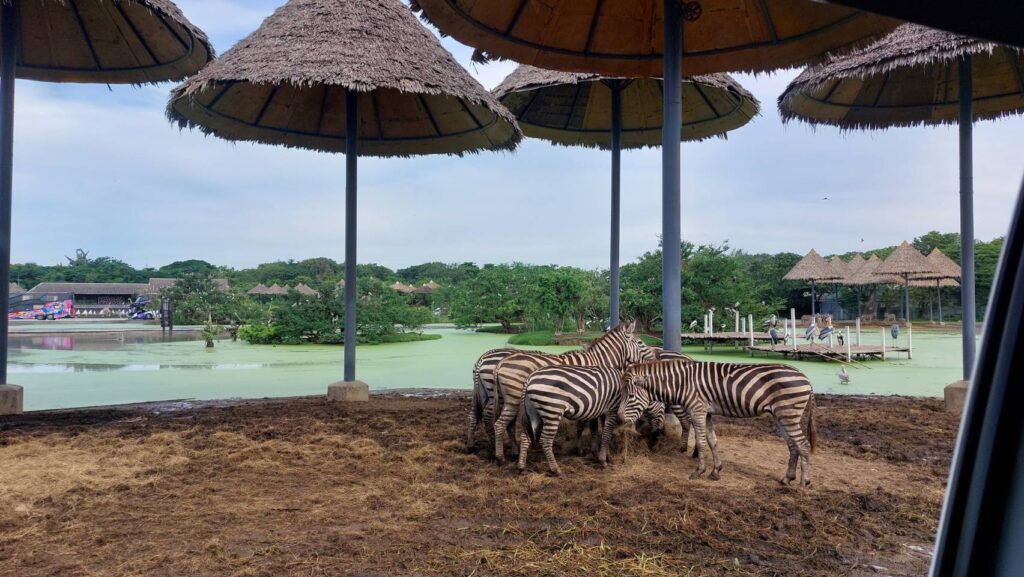 Zebra-at-safari-world