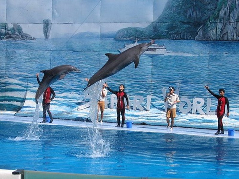 dolphin show at safari world