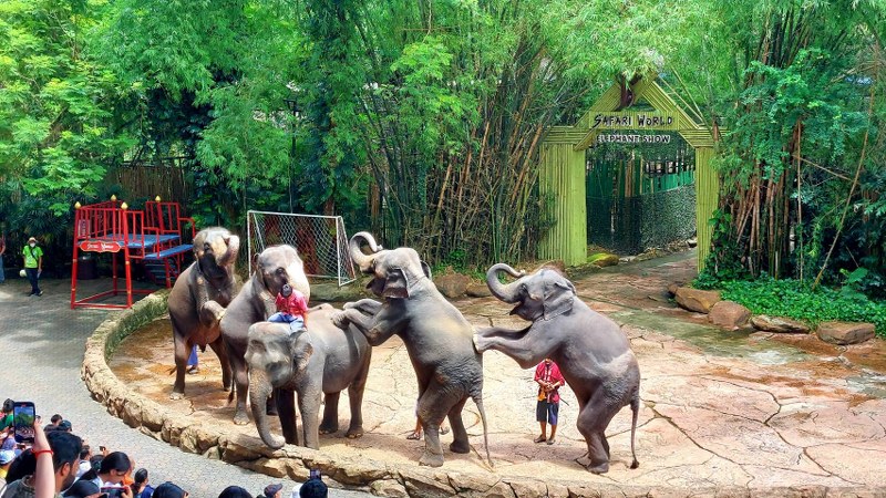 elephant show at safari world