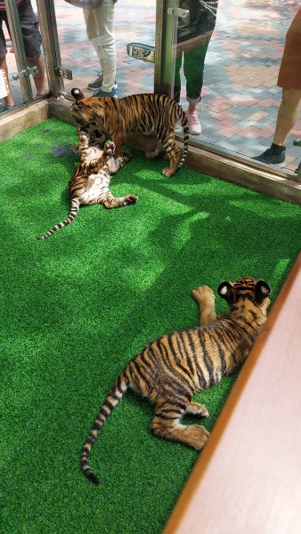 safari-world bangkok baby tiger