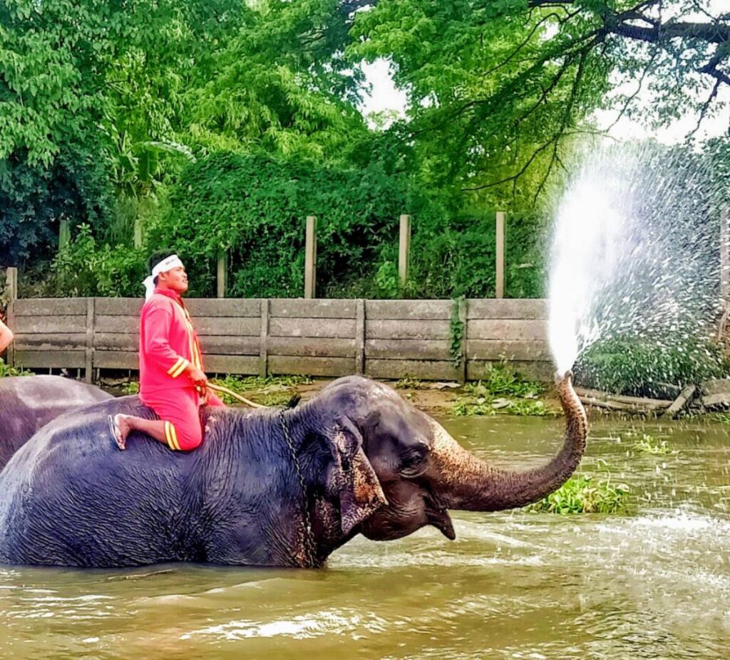 watching Elephant Bathing in the River.
