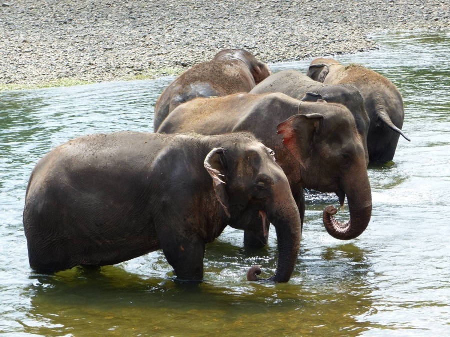  Elephant sanctuary at Kanchanaburi