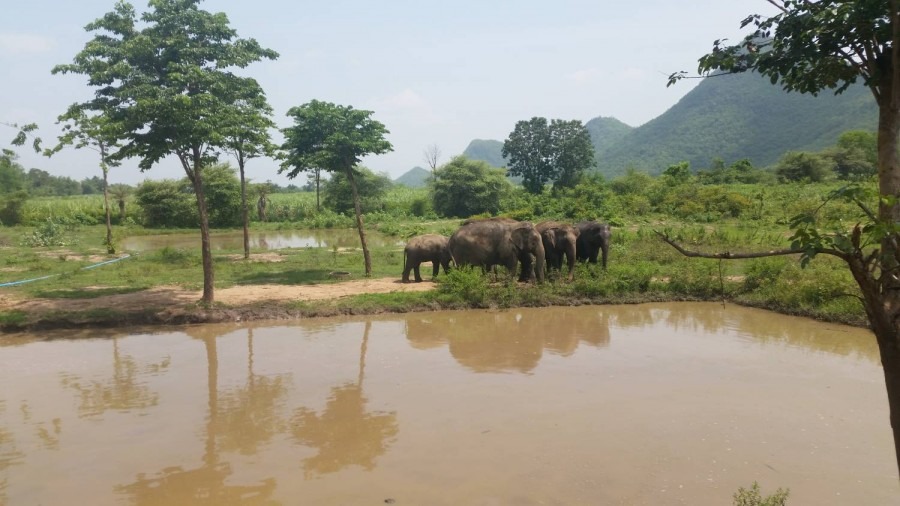 Elephant sanctuary