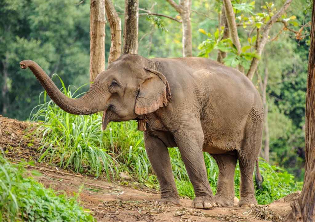 Elephant-Conservation