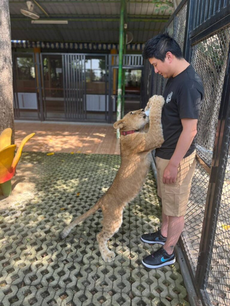 tiger feeding at safari park